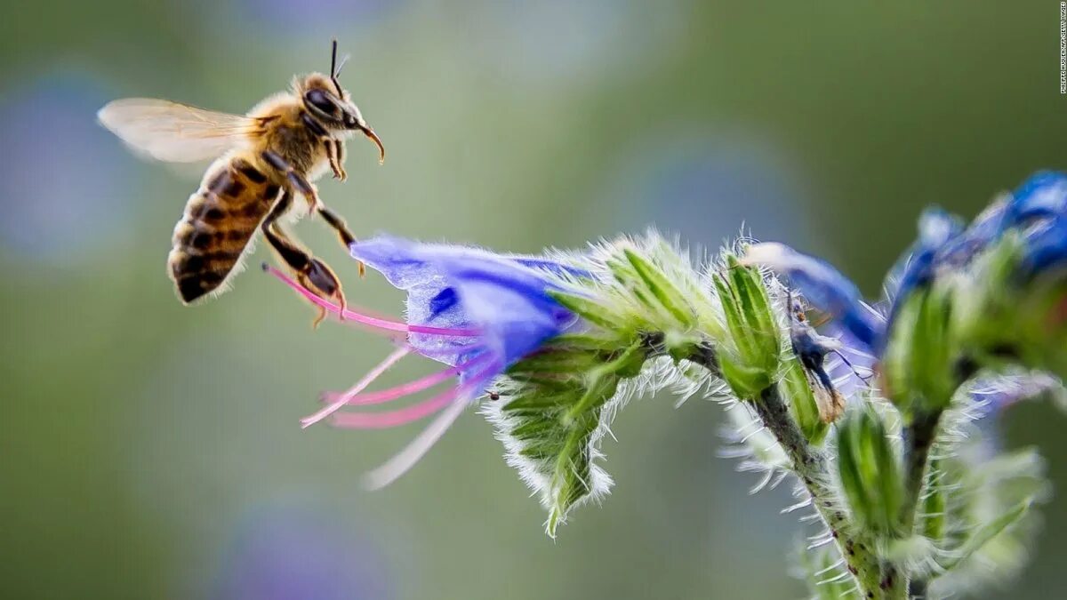 Бабочка пчела. Нектар цветка. Пчела собирает нектар. Медоносная пчела. Пчела и бабочка текст
