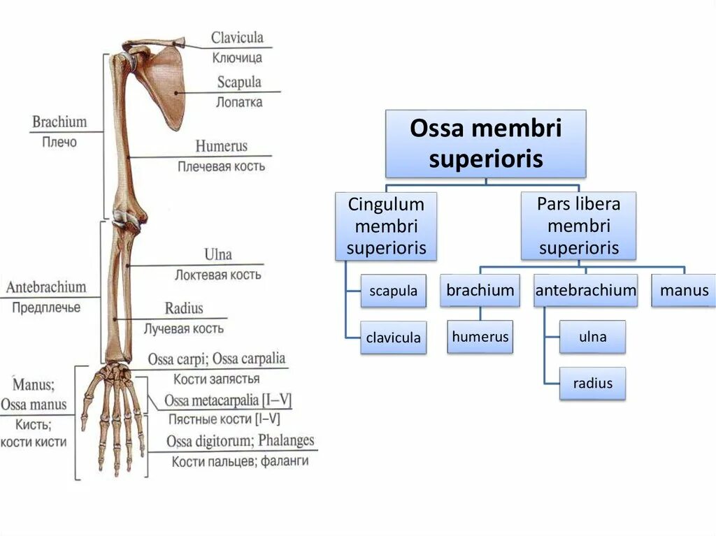 Анатомия верхней конечности. Строение скелета верхней конечности анатомия. Скелет верхней конечности вид сзади. Кости верхней конечности на латинском и русском языке. Кости верхней конечности анатомия на латыни.