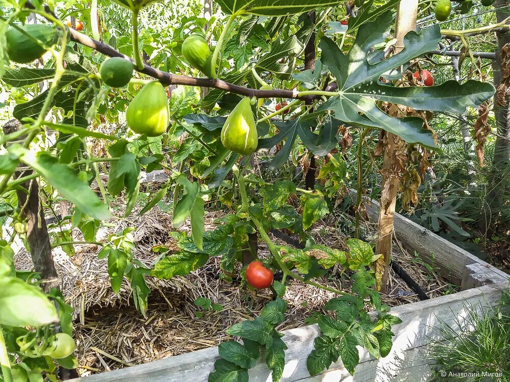 Инжир узбекистан. Инжир в краснодарском крае. Смоковница обыкновенная (инжир) - ficus carica. Инжир в ставропольском крае. Инжир сорт сочинский.