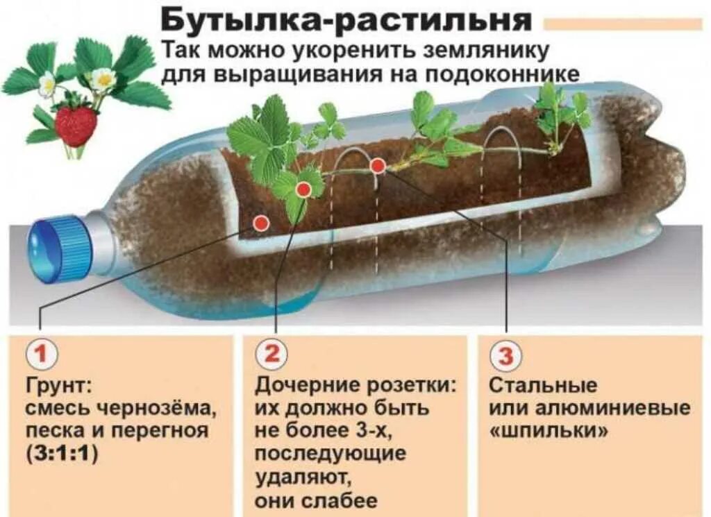 Земляника какая почва. Клубника в пластиковых бутылках. Посадки клубники в пластмассовые бутылки. Посадка клубники в бутылках пластиковых. Клубника посадка в пластиковой бутылке.