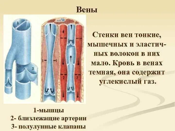 Стенки артерий и вен имеют. Строение венозного клапана. Полулунные клапаны в венах. Стенки вен. В артериях имеются полулунные клапаны.