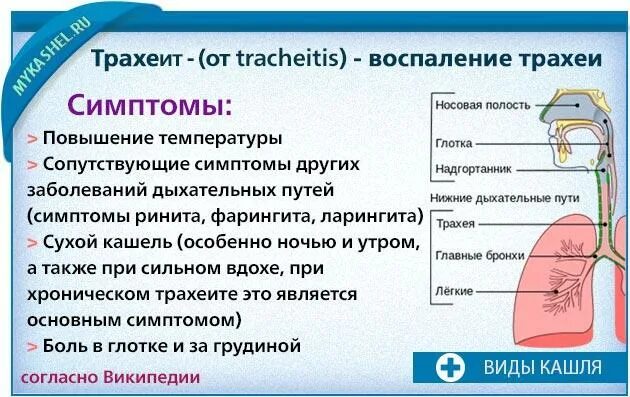 Появился сильный кашель. Заболевания органов дыхания трахеит. Острый трахеит клиника.