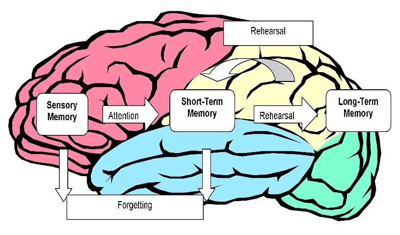 Short memory. Short term Memory. Long short term Memory. Long term Memory картинки. Memory in Psychology.