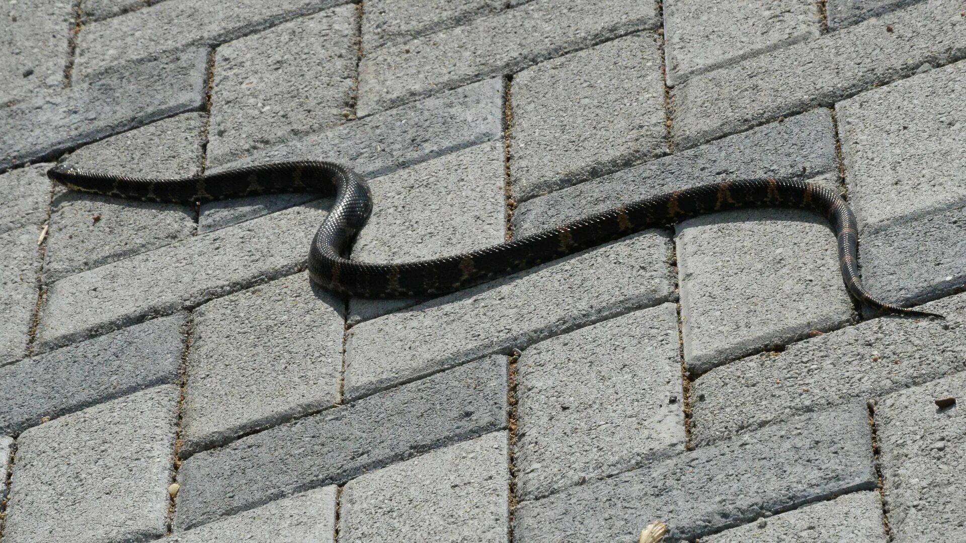 Змейка улица. Змея на тротуаре. Змея фото. Змеи в Москве. Змеи на Васильевском.