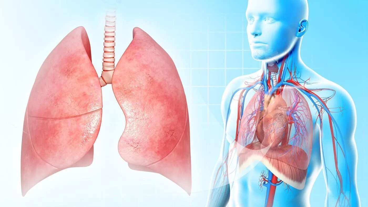 Осложнения заболеваний легких. Организм человека легкие. Заболевания органов дыхательной системы.