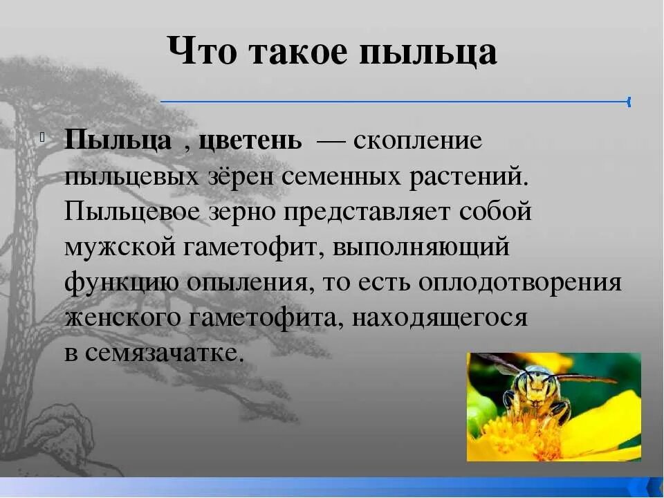 С пыльцой в голове значение. Какую функцию выполняет пыльца. Функции пыльцы. Определение пыльца. Пыльца это в биологии 6 класс определение.