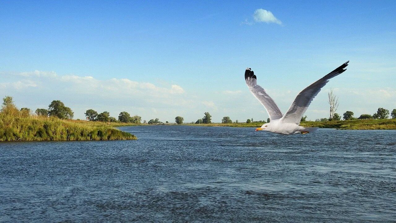 Над речной водой пролетали. Чайки над озером. Чайка на реке. Чайки на Волге. Речные Чайки.