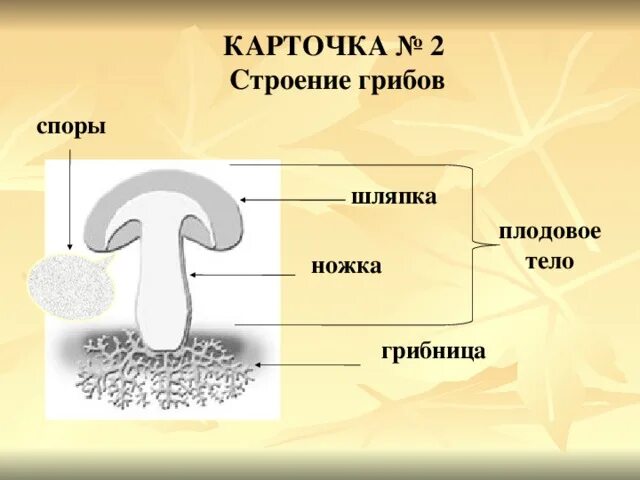 Споры - плодовое тело - грибница. Строение гриба Весёлки. Где находятся споры у грибов. Строение гриба 2 класс. Спора грибов 7