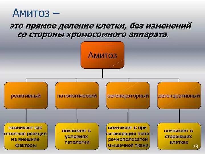 Виды амитоза. Амитоз и его виды. Типы деления клеток ам ТОЗ. Деление клетки амитоз. Биологический смысл деления клетки