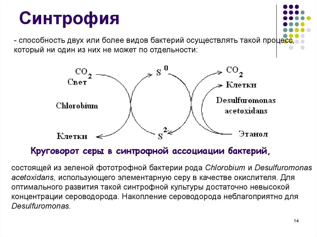 Синтрофия бактерий. Примеры синтрофии. Ассоциативные отношения микроорганизмов. Взаимодействие бактерий с разными формами жизни.