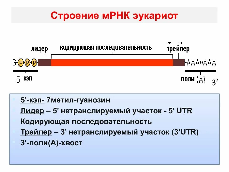 МРНК строение функции. Структура МРНК биохимия. Первичная структура матричной РНК. Матричная РНК строение и функции.