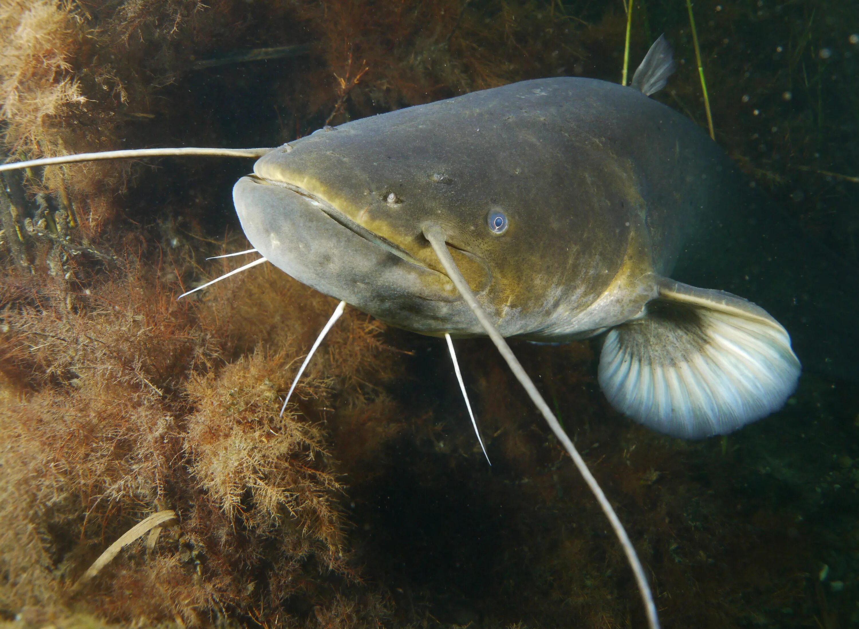 Сом живет лет. Silurus GLANIS. Silurus GLANIS Linnaeus. Silurus Aristotelis. Сом рыба.