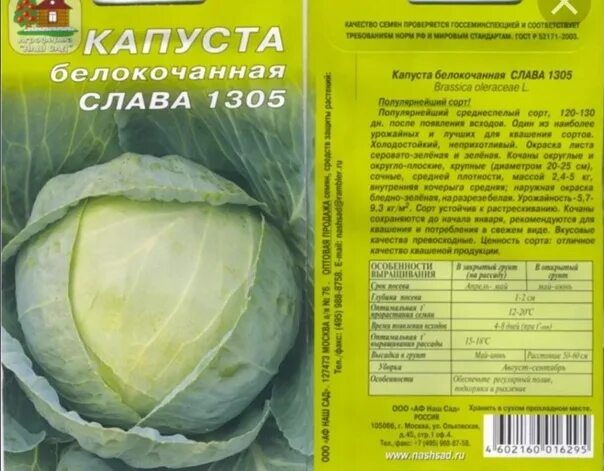 Капуста Слава 1305. Капуста сорт Слава. Капуста Слава Грибовская 231. Капуста Слава как отличить. Капуста слава описание отзывы