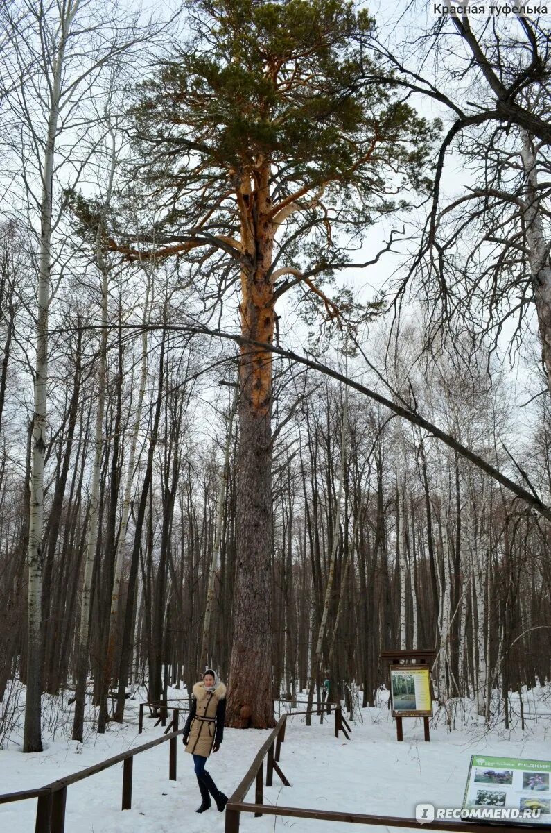 Царица-сосна из Бузулукского бора претендует на звание Российского дерева года