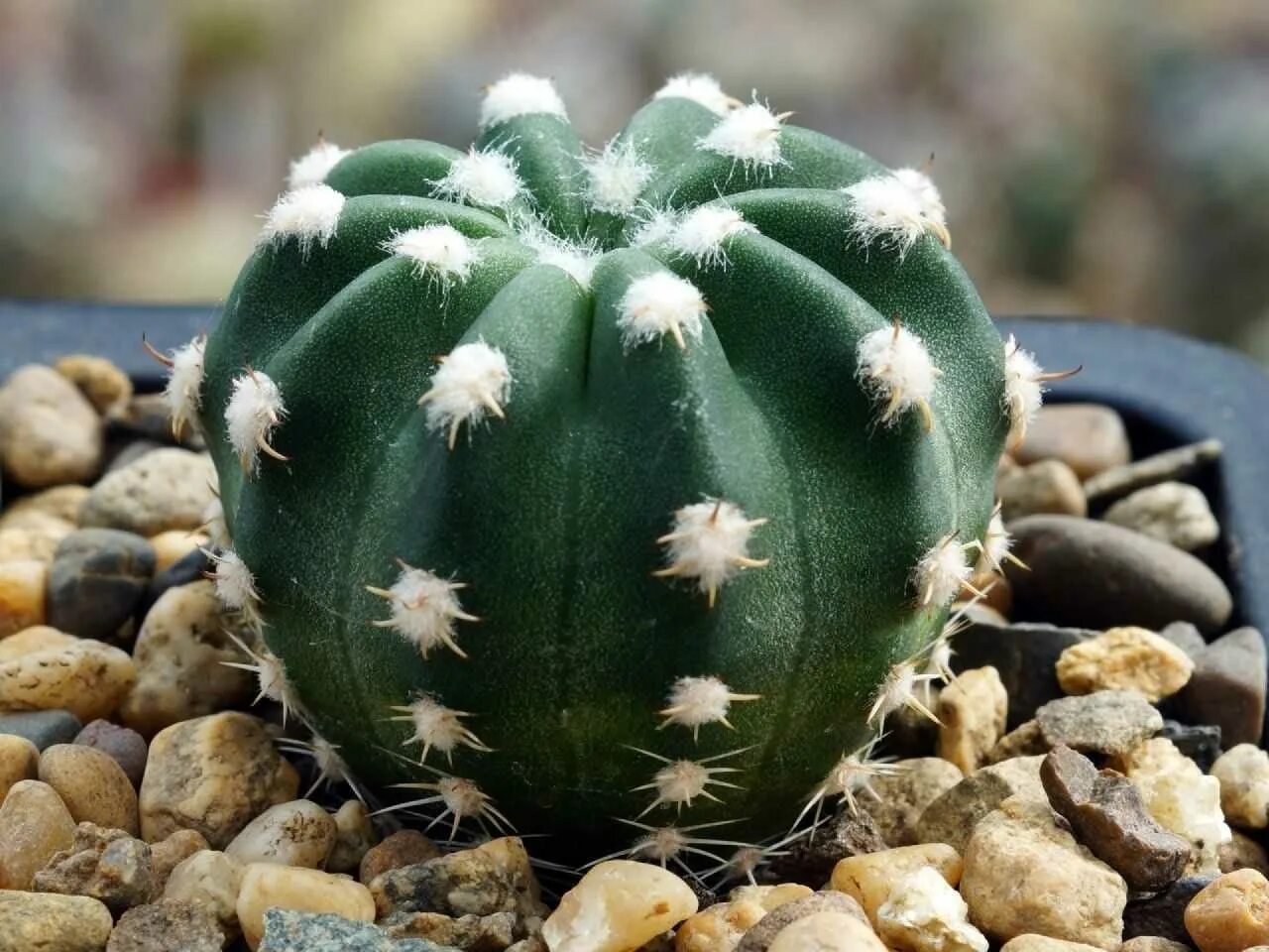 Astrophytum myriostigma - астрофитум. без кактусов. опунция неколючая. эхинопсис хакудземару. кактус астрофитум мириостигма.