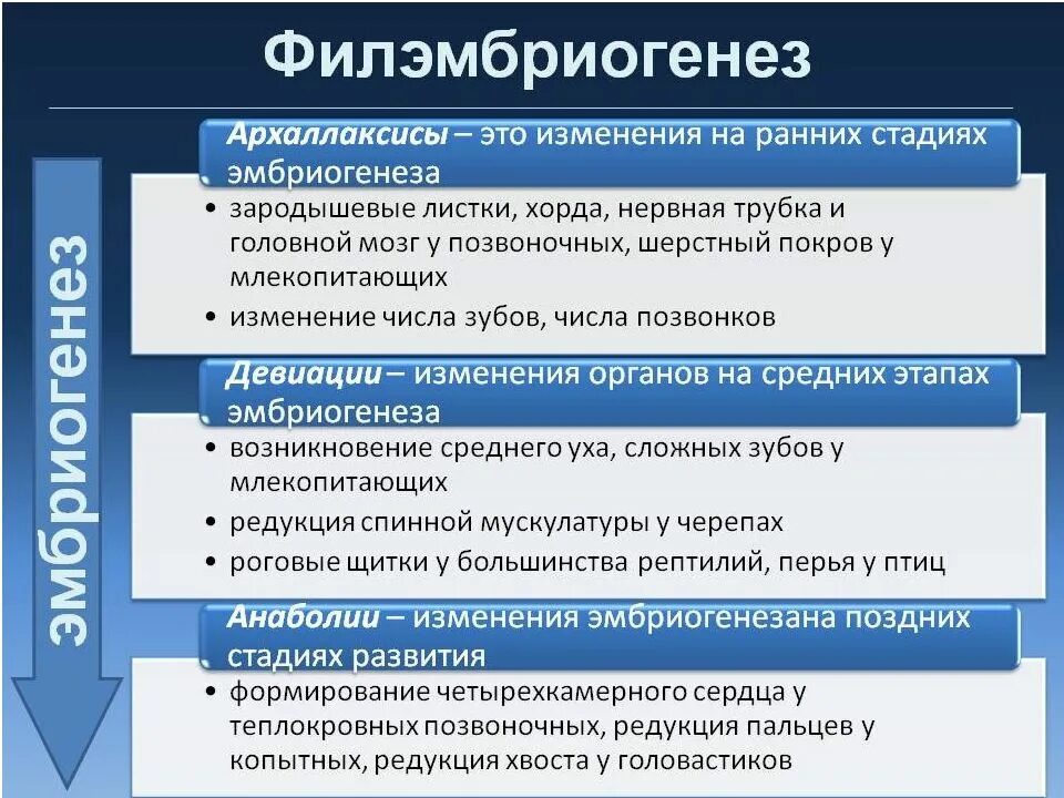 4. Учение о филэмбриогенезах (а.н. Северцов).. Филэмбриогенез анаболия. Типы филэмбриогенеза. Филэмбриогенез примеры.