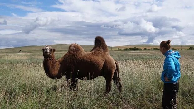 верблюды в хакасии