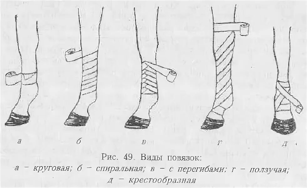 Техника наложения повязок животным. Виды повязок Ветеринария. Циркулярная повязка у животных. Циркулярная повязка на конечность.