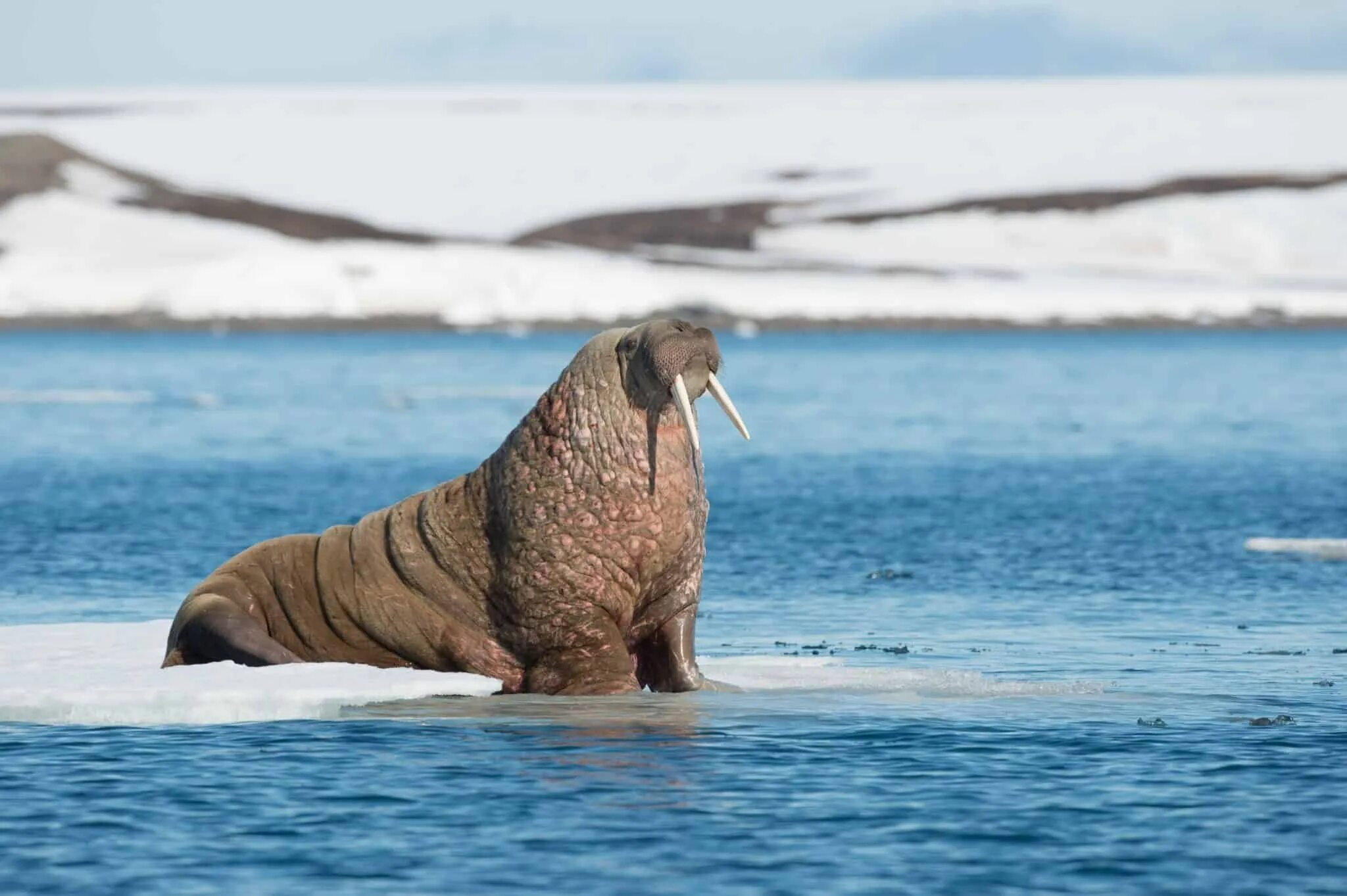 Лаптевский морж. Морж Лаптевский подвид. Ластоногие моржи. Морж моржиха и моржонок.