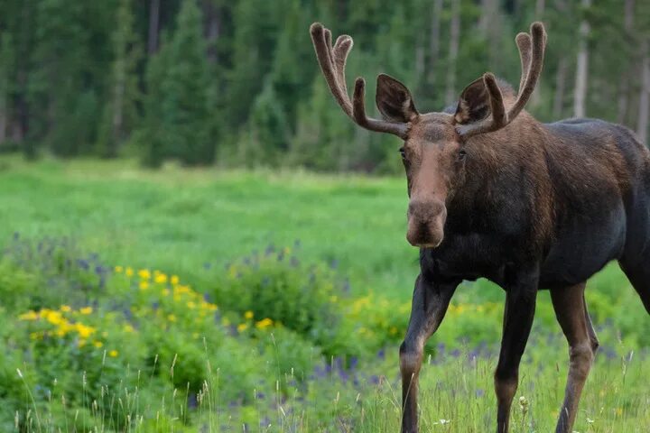 "Bull Moose" by Stocksy Contributor "Paul Tessier" Moose animal, Bull moose, Moo