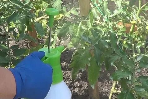Опрыскивать помидоры с молоком
