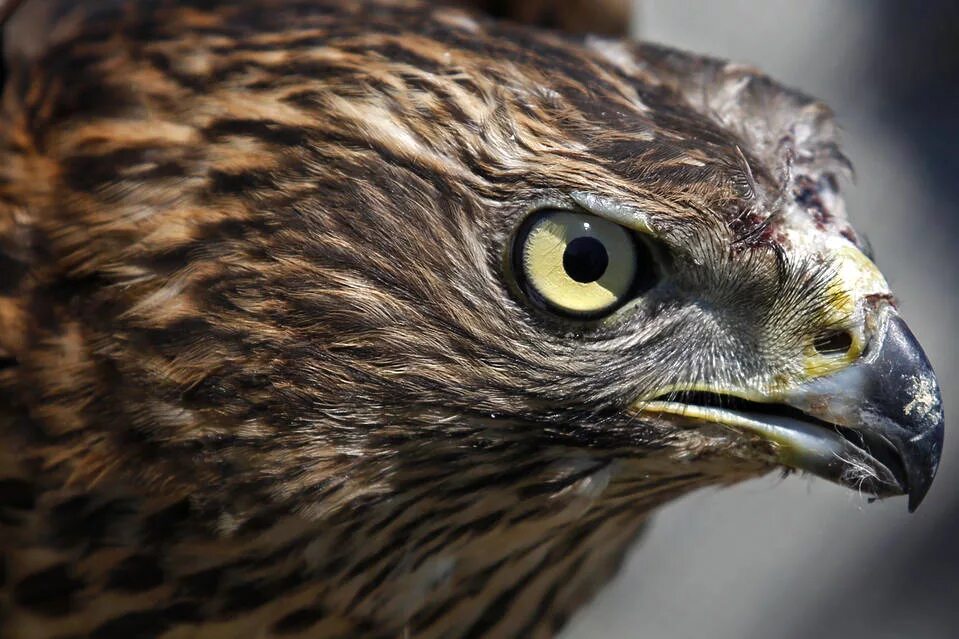 Рыжеголовый сокол (шахин). Голова орла. Глаз ястреба тетеревятника. Золотистый беркут. Орел беркут клюв.