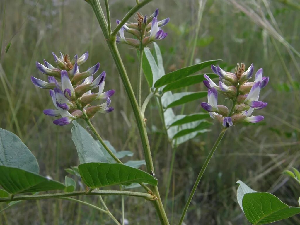 Солодка 7 букв. Солодка Уральская (Glycyrrhiza uralensis). Солодка Уральская — Glycyrrhiza uralensis Fisch.. Корень солодки, Солодка Уральская, лакричник. Солодка Коржинского - Glycyrrhiza korshinskyi.