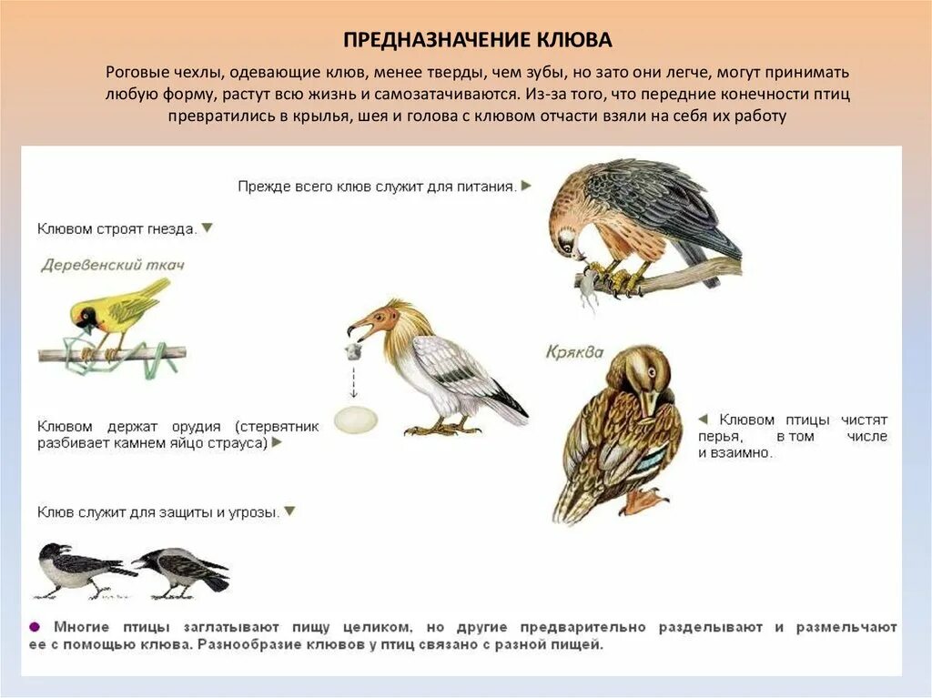 Строение клюва и Тип питания. Виды клювов у птиц. Клювы птиц и их питание. Питание птиц строение клюва и способы. Особенности питания птиц