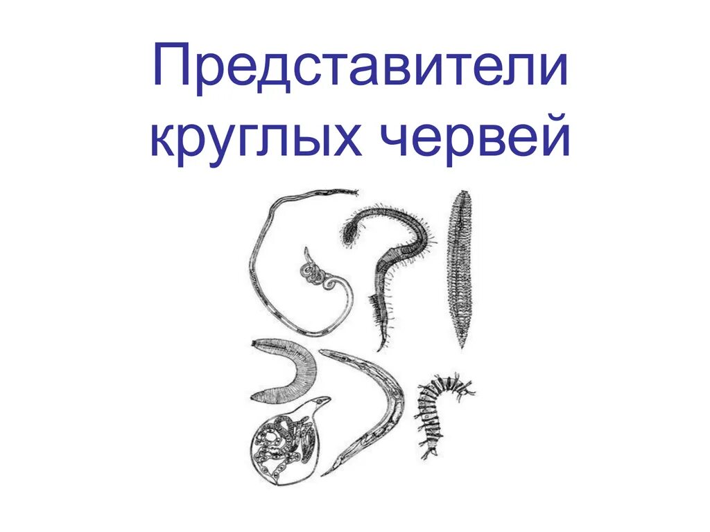 Представители круглых. Круглые черви представители черви. представители круглых червей. круглые черви представители. представители нематодов.