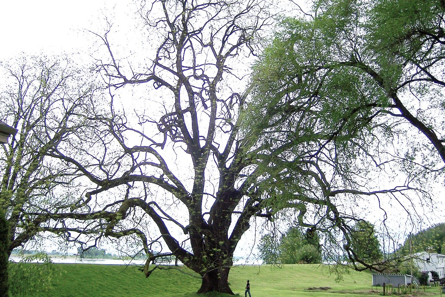 Корни живого дерева. Juglans nigra Tree. Черный орех дерево. Живое дерево. Тонкая ветка дерева.