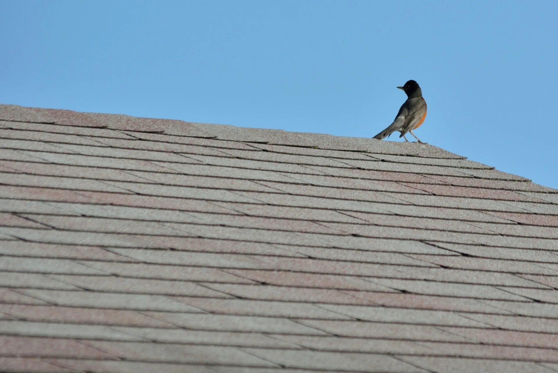 Птенец на крыше. Птицы на крыше. Птицы на крыше дома. Birds. На крыше. Животное на крыше дома.