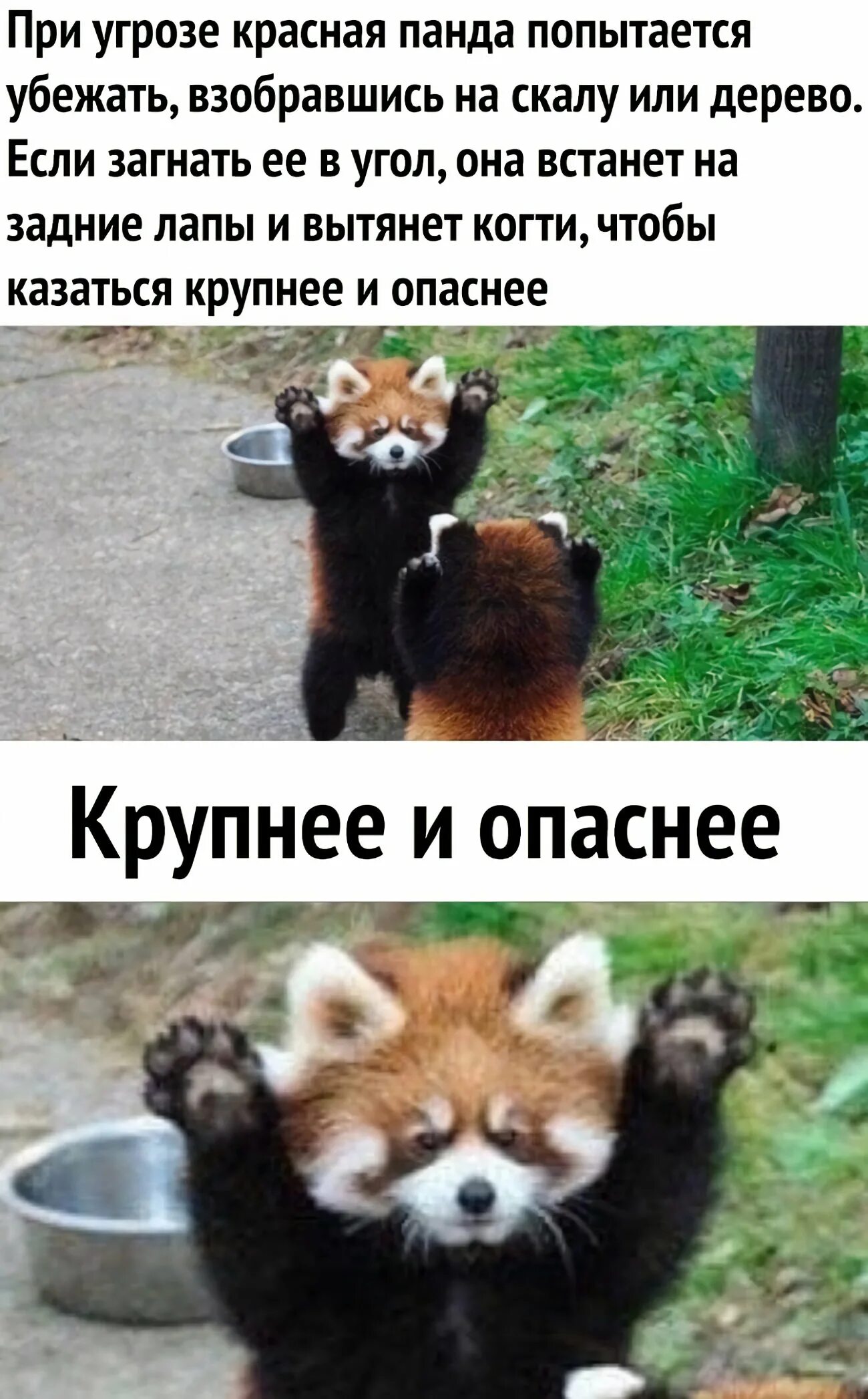 Почуявший опасность