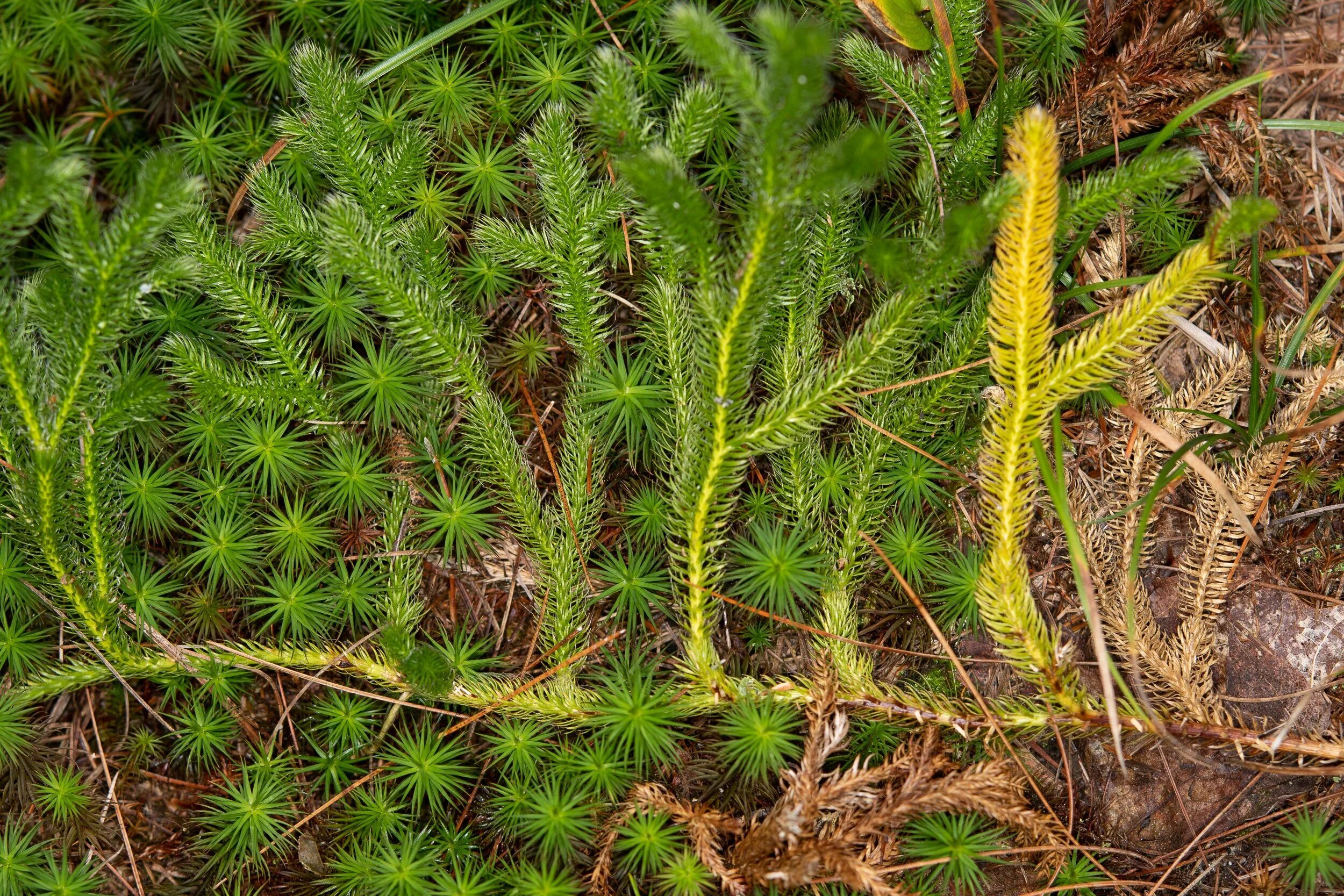Плавун. Плаун булавовидный (lycopоdium clavаtum),. Плавун. Плаун ликоподий. Плаун (lycopodium).