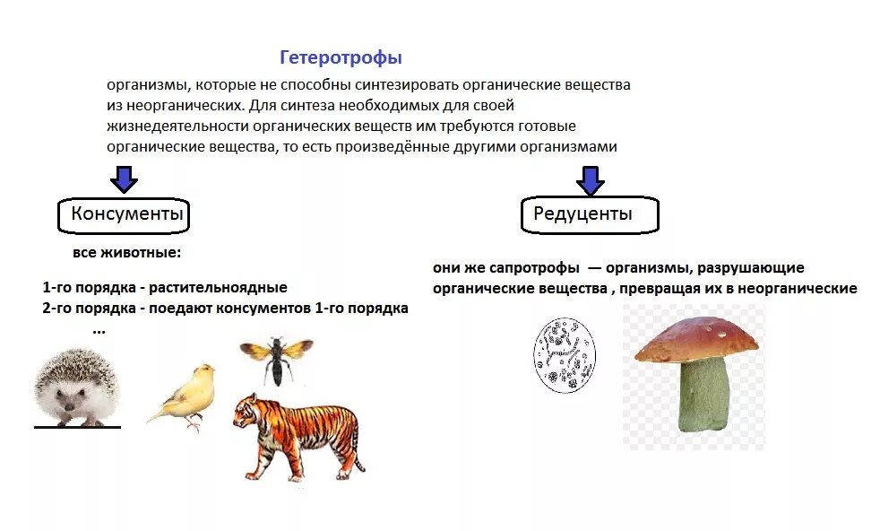 Гриб какой консумент. Круговорот веществ продуценты консументы редуценты. Почвенные редуценты. Грибы редуценты в экосистеме. Продуценты консументы и редуценты это.