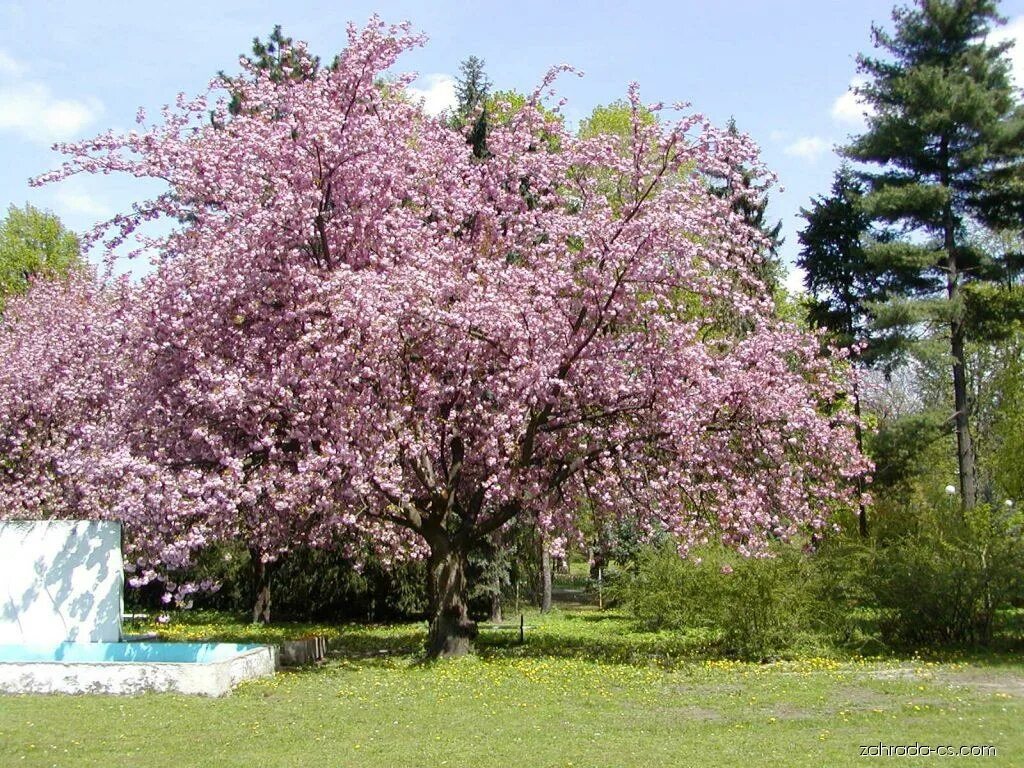Prunus перевод. Черемуха мелкопильчатая Канзан. Prunus serrulata Kanzan. Сакура Ошидори. Вишня мелкопильчатая Канзан.