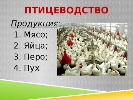 Продукция птицеводства