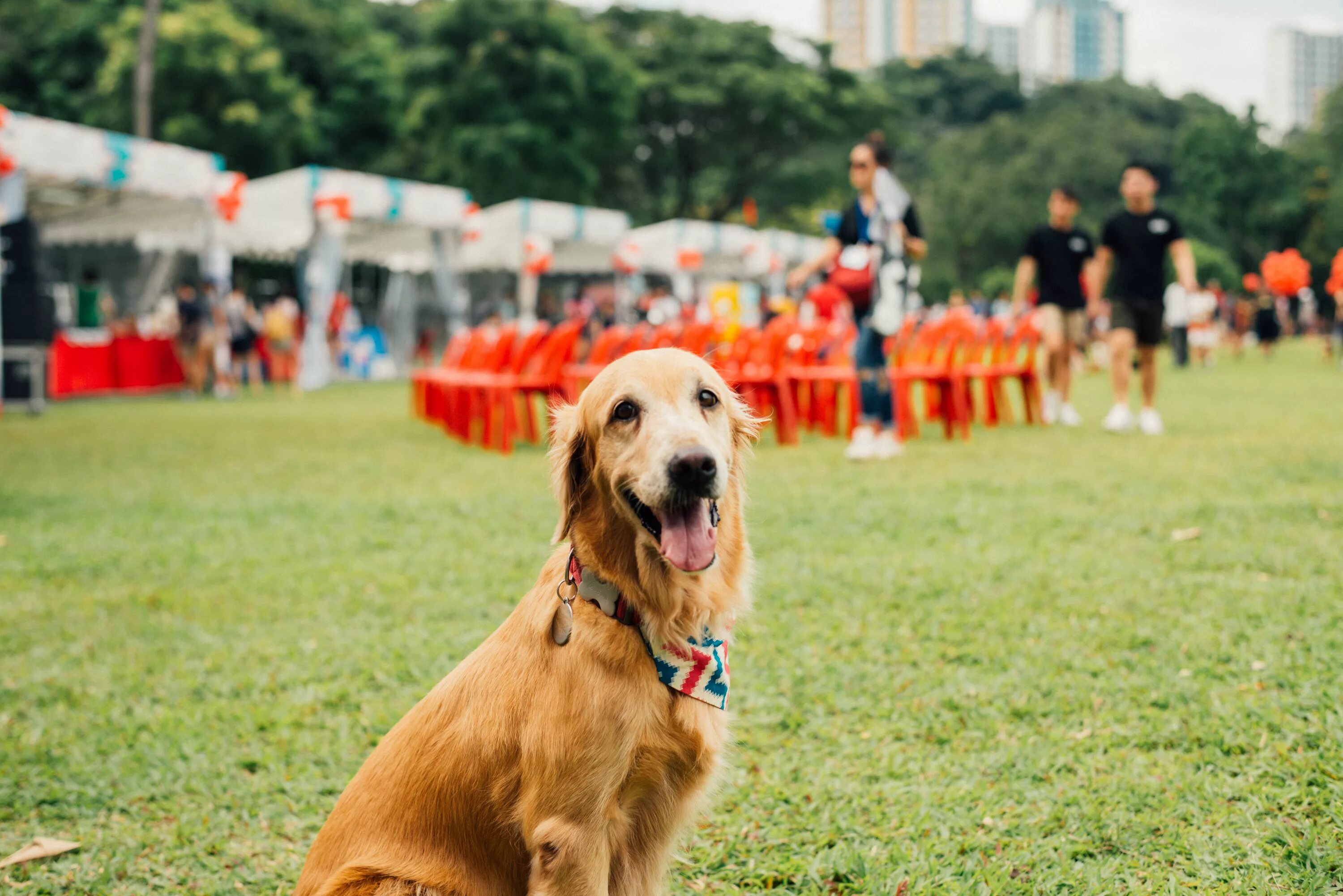 Event petting. Танцы с золотистым ретривером. Event Pet. Собака сидит в парке. Кафе с Голден ретривером.