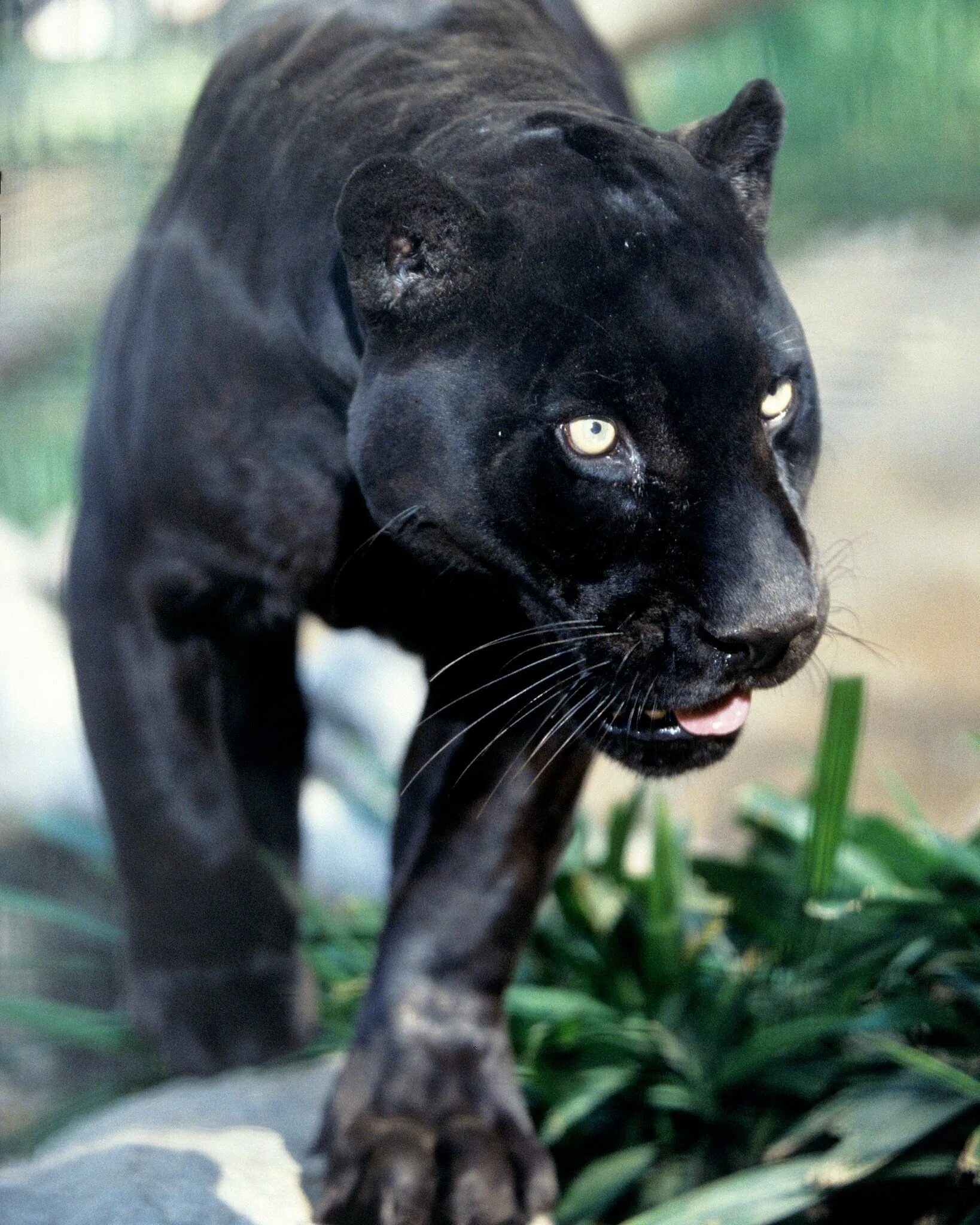 Пума меланист. Сервал меланист. Пантера ягуар пума кугуар. Леопард меланист. Леопард меланист.