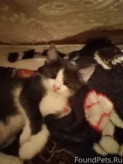 Котята в кстове