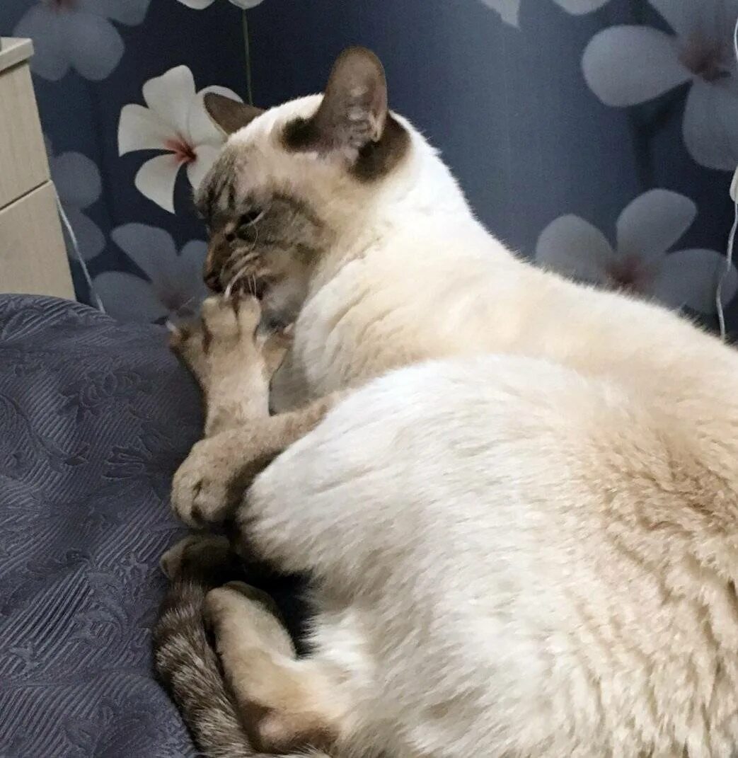 Почему кошка грызет когти. Привычки кота. странные привычки кошек. особенные кошки. кот грызет лапу.