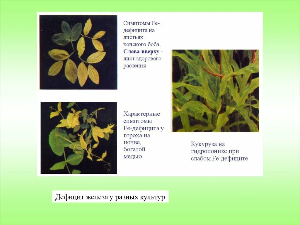 Нехватка железа у растений. Дефицит железа у растений. дефицит железа у растений фото. мера борьбы с недостаток железа у растений.