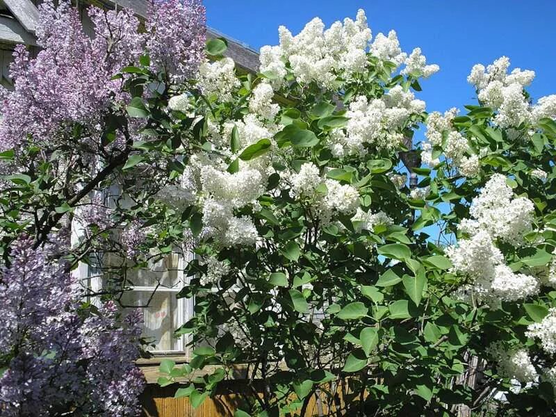 Сирень Садовая белая. Сирень белая куст. Сирень белая кустарник. Белая сирень в саду. Сирень домой