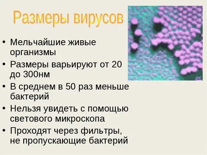 Доклад по биологии