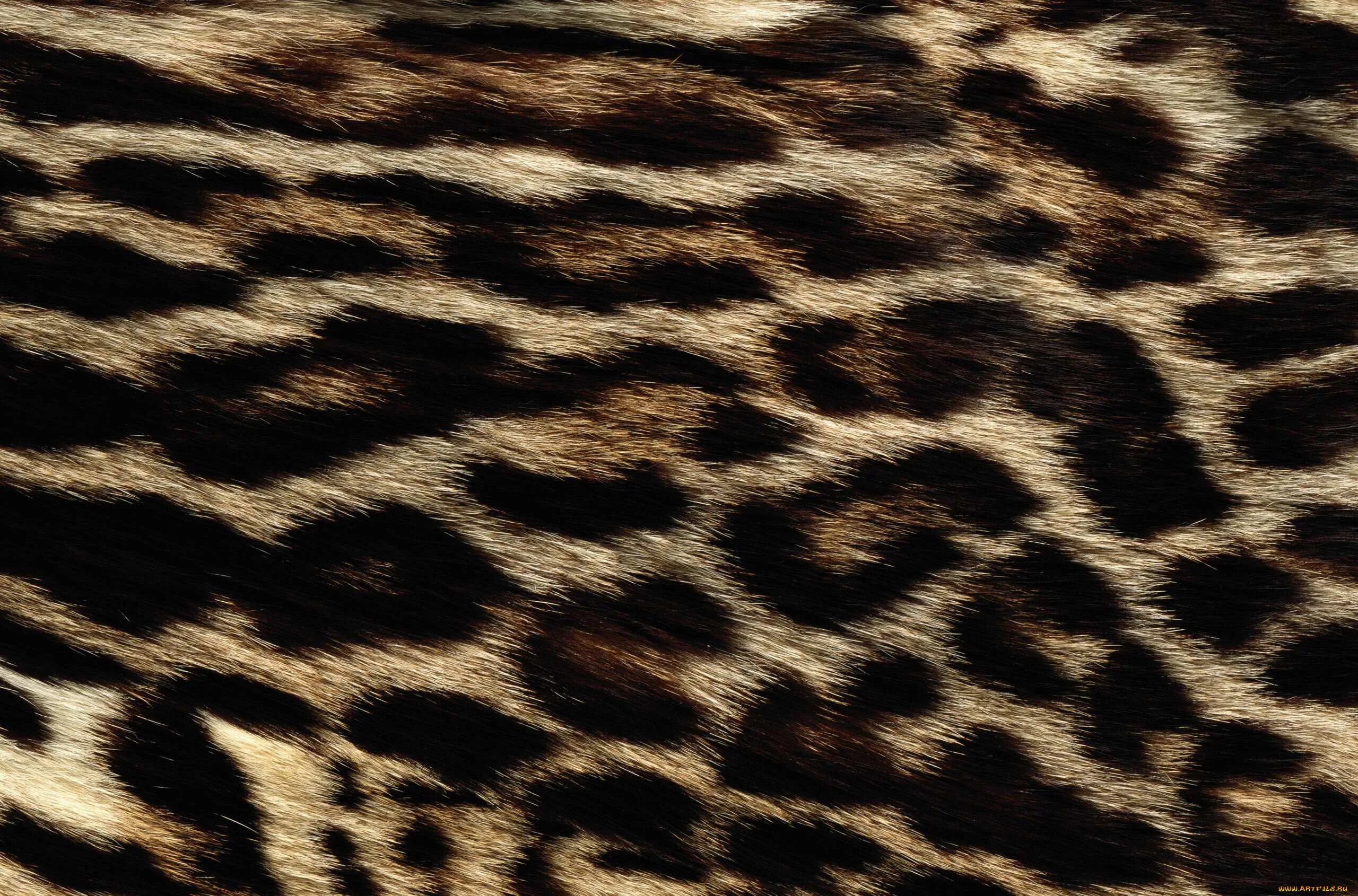 Cat texture