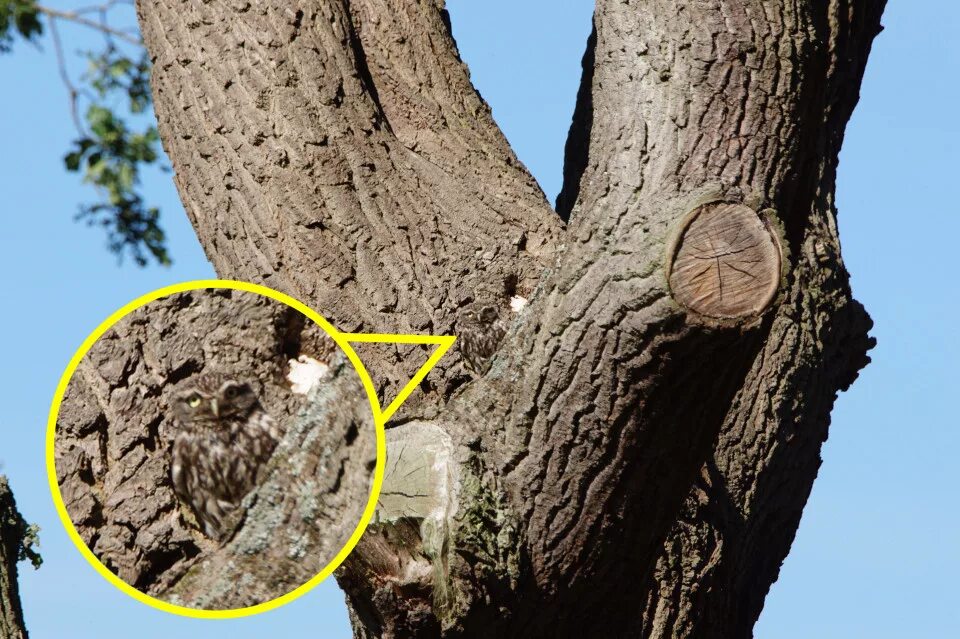 сгнившее дерево. страх в лесу. не видно было дерева. необычные фотосессии в лесу. леса не видно.