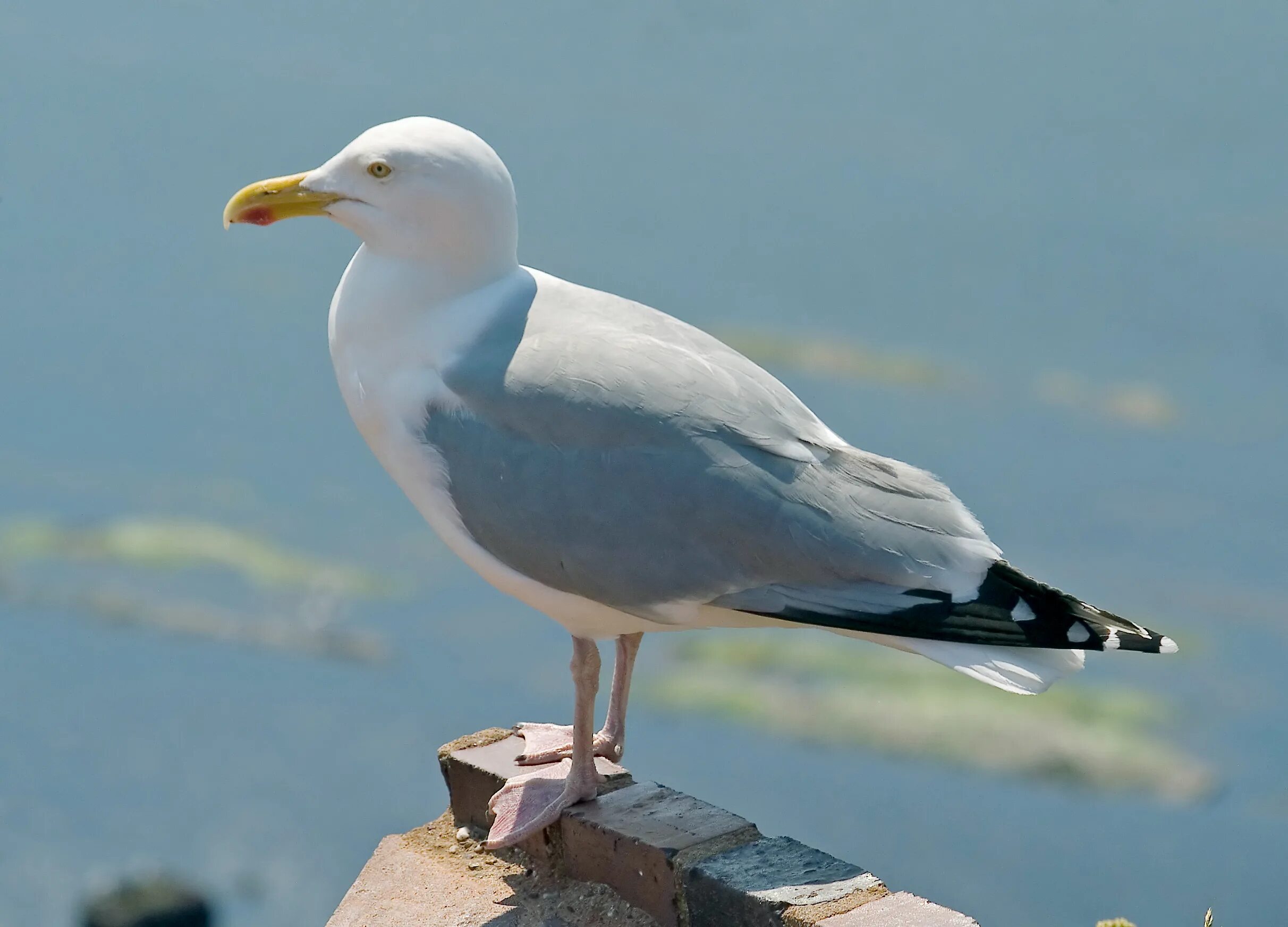 Сколько живут чайки. Серебристая Чайка Larus argentatus. Альбатрос, Баклан, серебристая Чайка. Европейская сельдевая Чайка.