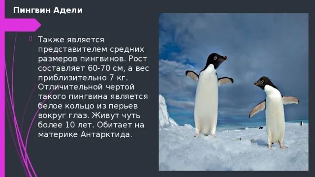 Пингвин Адели интересные факты. Пингвины презентация. Средний рост пингвина. Пингвины Адели презентация. Где обитает пингвин материк