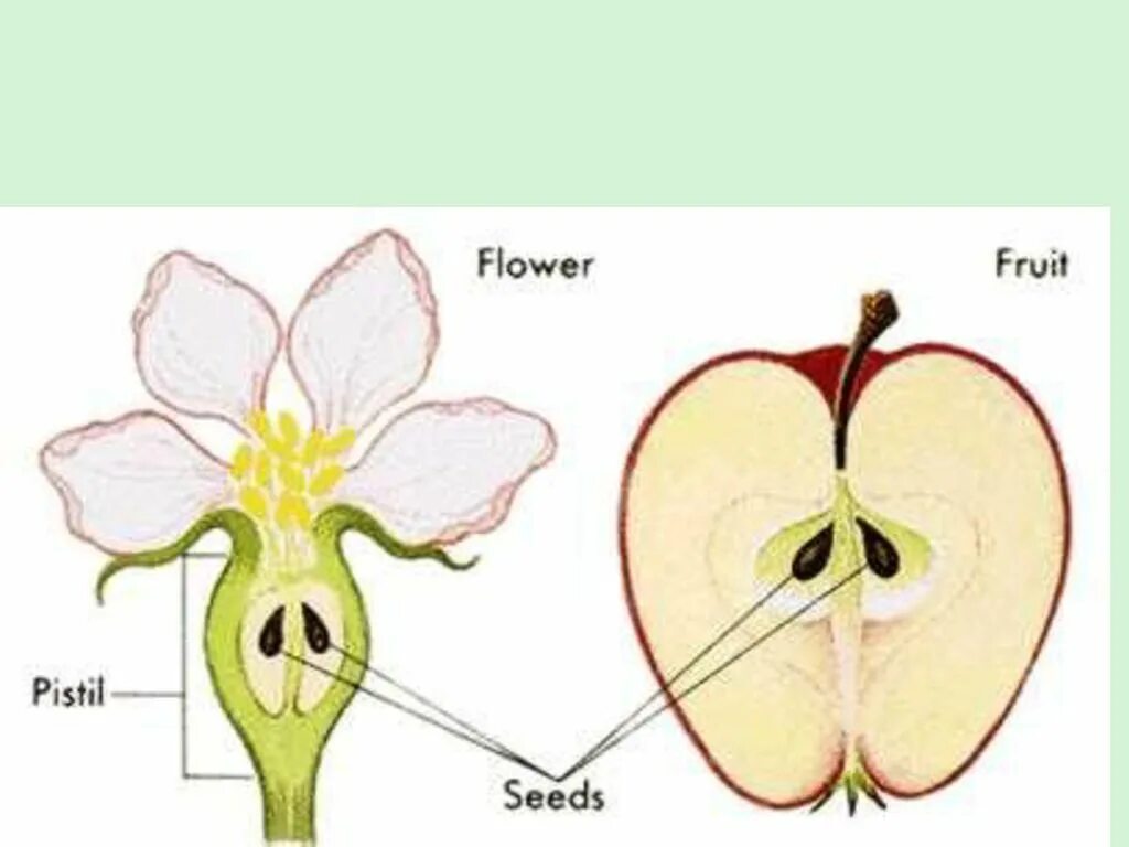 Семена покрытосеменных развиваются. Строение плода покрытосеменных растений. Строение цветка и плода. Цветок и плод развиваются из. Цветок и плод яблони.