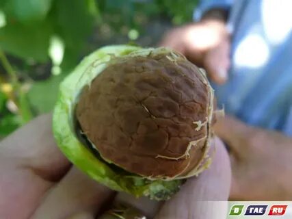 Зеленой кожуры грецкого ореха
