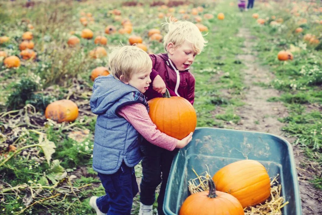 Мускатная тыква на хэллоуин. Тыква (плод). Осенний сбор урожая. Тыква турецкий тюрбан съедобная. Праздник тыквы.